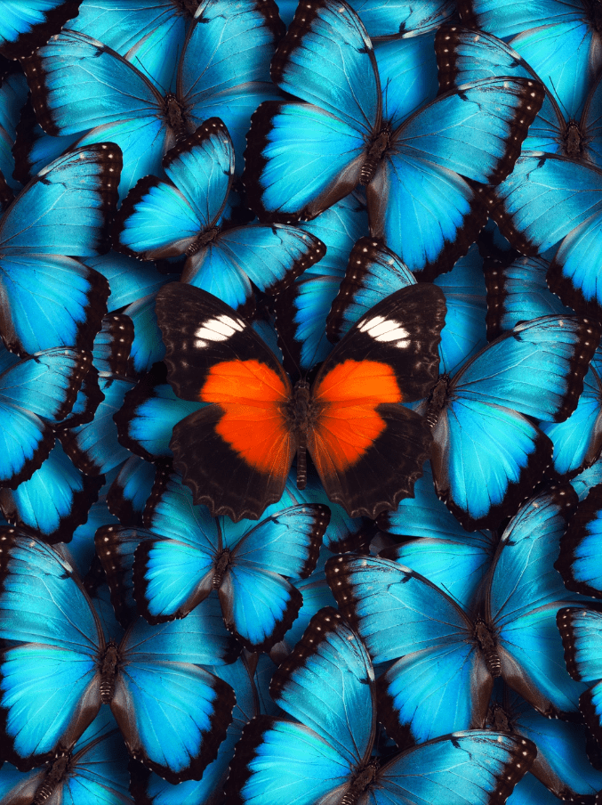 butterfly-img